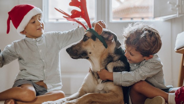 Boys wearing chritmas hats playing with dogs