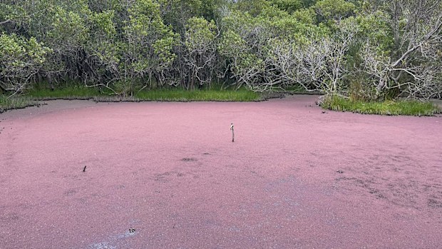 The "out of the way" pond was found in Bicentennial Park, within Sydney Olympic Park.