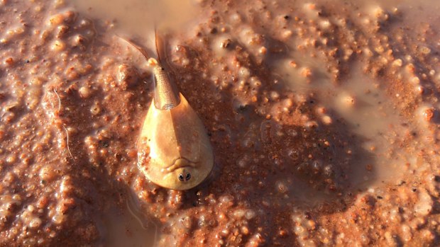 The Sheild Shrimp is well adapted to the desert. (Facebook/ Northern Territory Parks and Wildlife)