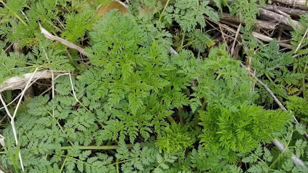 Mum warns against deadly 'poison hemlock' plant after daughter's horrible reaction.