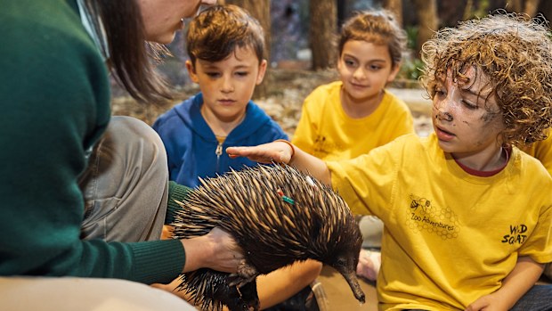 Taronga Zoo experience