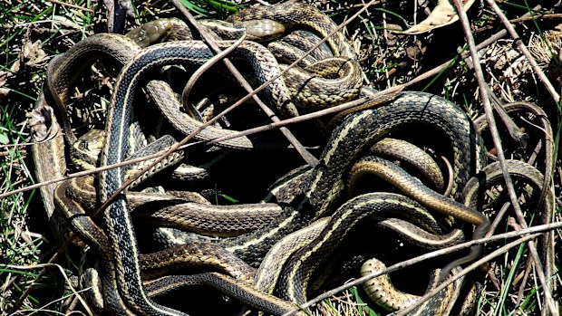 Snake ball