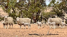 Meat from sheep such as lamb and mutton, and goat meat products will be hit by the increase.