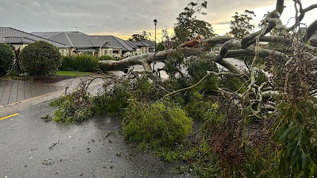 The wind was so strong it ripped thick trees from their foundations.
