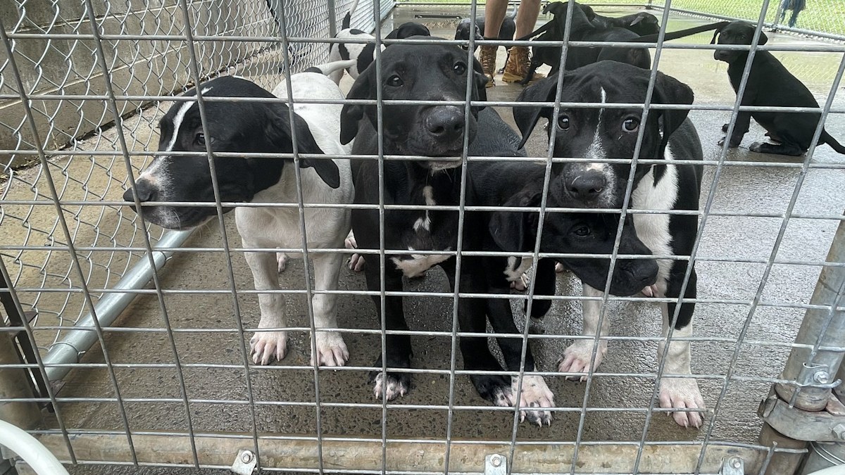 Overrun Port Macquarie Animal Shelter unable to take in stray animals ...
