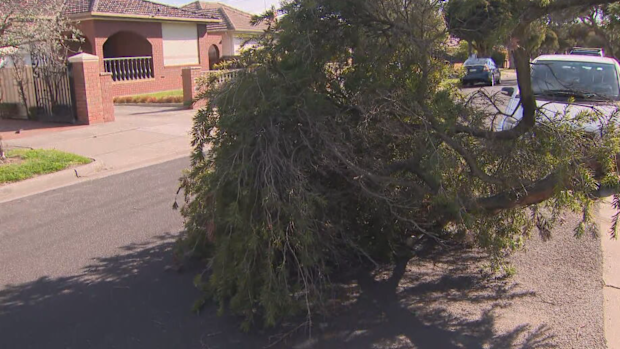 Wild winds Melbourne