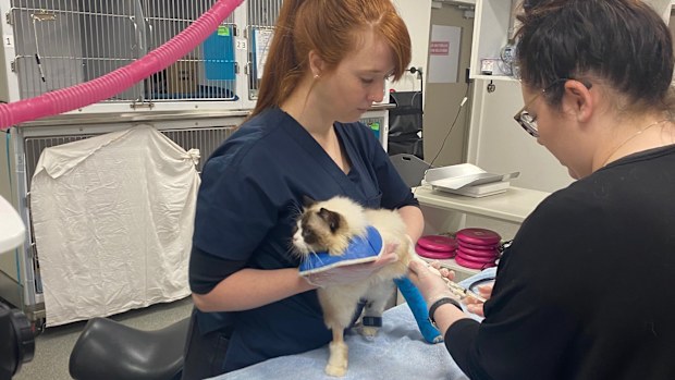 Sydney Dogs & Cats Home