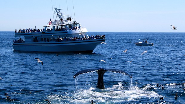 Whale watching