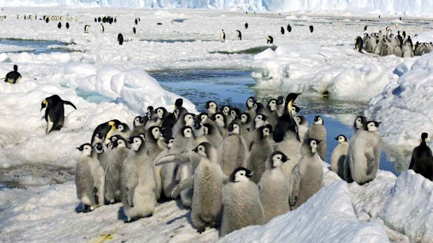 penguins