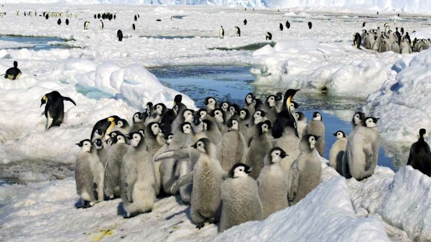 penguins