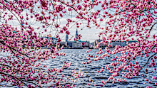 <p>Hamburg also offers bright pink trees in springtime, where cherry blossoms line the banks of the city's Alster Lake.</p>