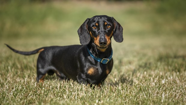 Black and Tan Dachshund close up and looking directly at the camera in the summer