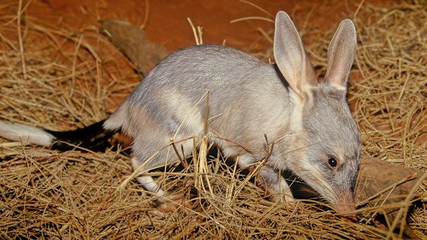 bilby