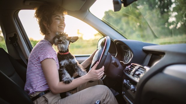 Beautiful young woman enjoying road trip with her cute schnauzer.