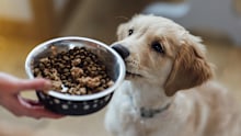 Close up of a Labrador puppy looking at a food ball man unrecognisable person is holding.