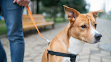 Man with his pet, a mixed-breed dog, walking in a park
