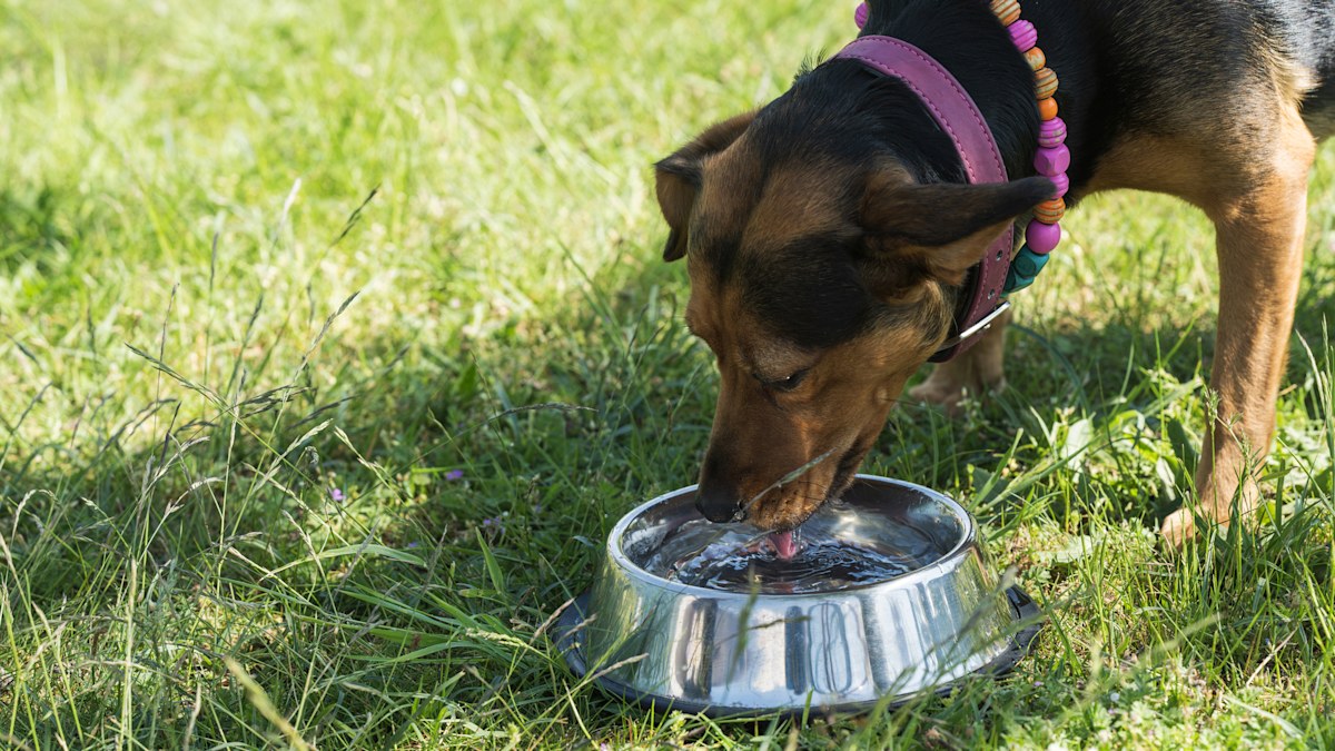 Expert reveals why dogs shouldn't drink from shared public water bowls |  Nine.com.au