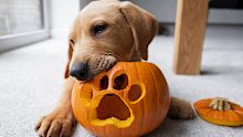 A red fox Labrador Retriever puppy in his home with a Halloween pumpkin lantern with a paw print carved out of it.
