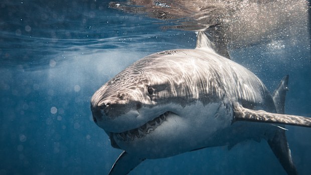 Close up of Great White Shark passing showing teeth. Photographed in South Australia while cage diving.