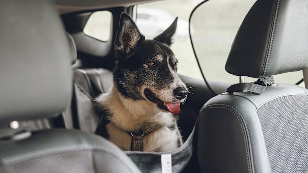 Dog sitting in back seat in harness when traveling in car Cute dog