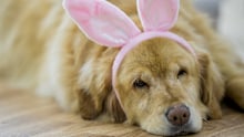 A happy golden labrador naps on the floor while wearing a pair of pink bunny ears for Easter.