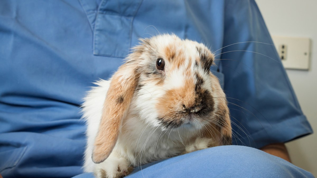Urgent warning to vaccinate pet rabbits against deadly virus as wild ...