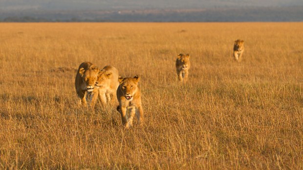 Lions