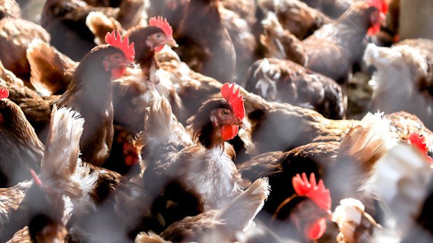 chickens