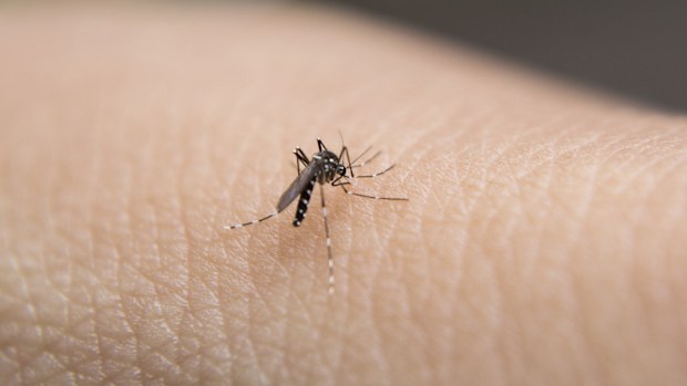 Mosquitoes, mozzies