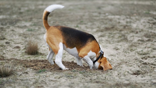 Dog digging. Beagle dog putting his head in newly dug hole in the ground