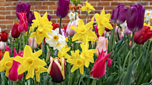 Tulips in the spring on a vintage street