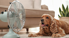 dog stock English Cocker Spaniel enjoying air flow from fan on floor indoors. Summer heat