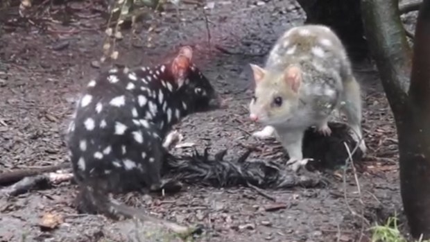 Eastern quolls have been reintroduced into mainland Australia more than 50 years after they were forced into extinction. 