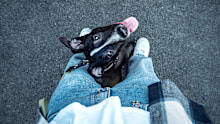 One owner wondered why her dog kept looking back at her during walks