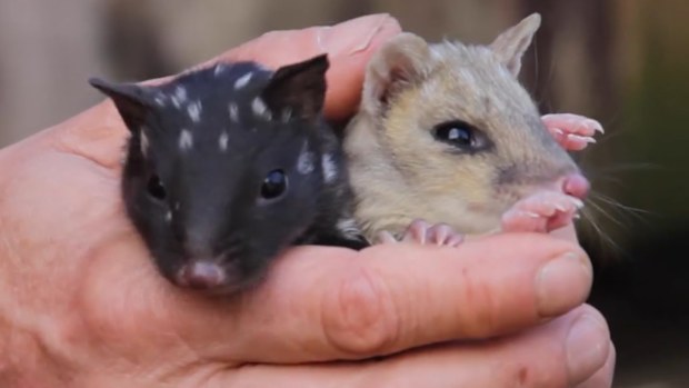 Eastern quolls have been reintroduced into mainland Australia more than 50 years after they were forced into extinction. 