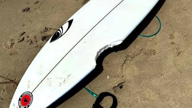 Authorities said a shark took an estimated 15-centimetre chunk out of the boy's surfboard at the netted Dee Why Beach, near Dee Why Point, about 11.45am today.A photo of the surfboard shared by the Manly Observer. 
