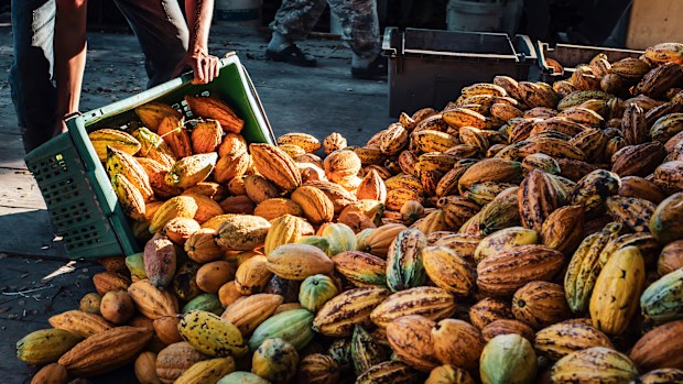 cocoa global shortage impacting grocery prices