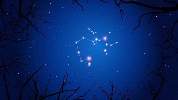 Vector illustration Saggitarius constellation. Tree branches, dark blue starry sky, cosmos. Illustration of constellation scheme Saggitarius.