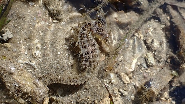 A White's Seahorse camouflaged in a shallow bed of sea grass.