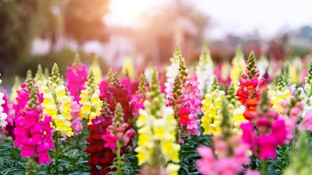 A large area of snapdragons blossoming in the park.