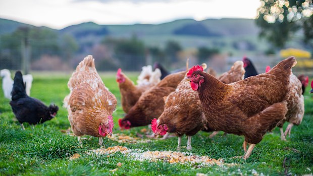 Hen bird flu Victoria 