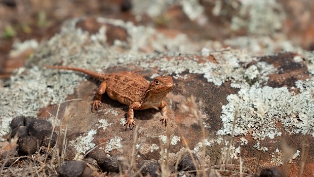 Lizard detection dogs: 'Wildlife detection' dogs helping monitor ...
