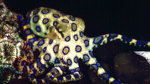 The blue-ringed-octopus has a toxin in its saliva that can be fatal within minutes if untreated.