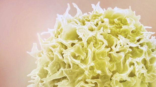 An illustration of a T-Cell.