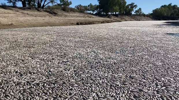 Locals believe 0ne million fish may have been killed at Menindee Weir near Broken Hill.