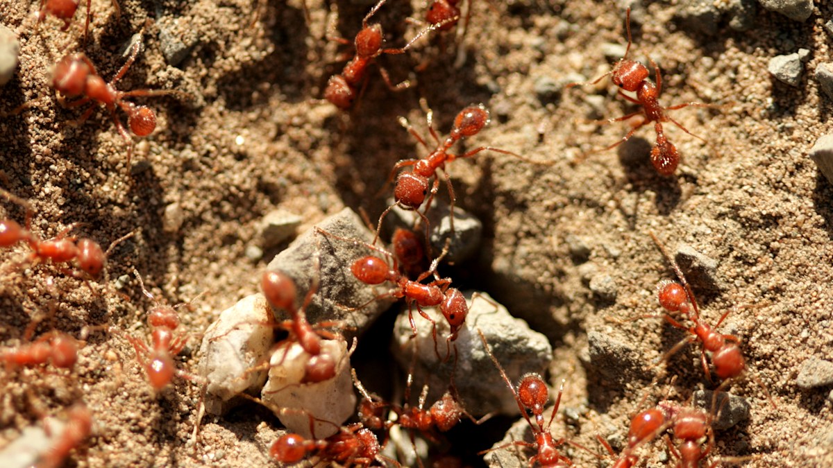 Fire ants: 'Alarming' development in fire ant invasion in Queensland ...