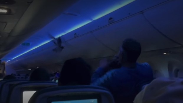 The Delta Airlines flight from Minneapolis to Madison, Wisconsin, was delayed on Saturday (local time) when two pigeons started flying through the cabin. 