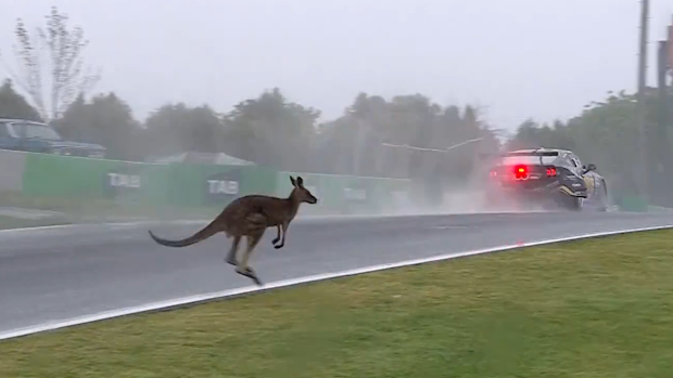 Un canguro evitó por poco chocar con el coche de Kai Allen en la recta Conrod. 