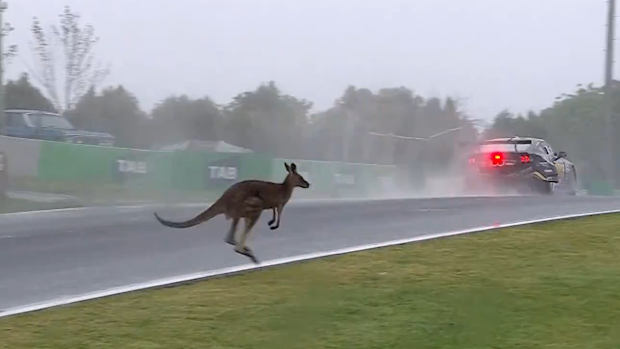 A kangaroo narrowly avoided being hit by Kai Allen's car on Conrod Straight. 