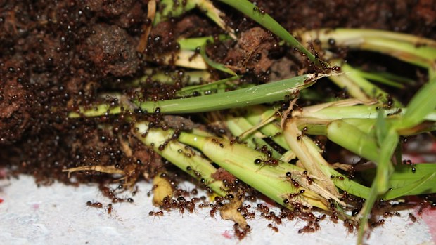 National Fire Ant Eradication Program